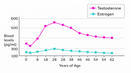 Testosterone versus estrogen levels in women throughout the lifespan.